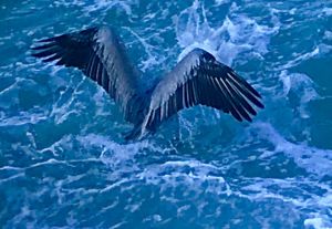 May these wings carry Linda to the heavenly Heights teddie kossof